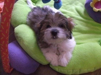 Anya a tri-colour Coton de Tulear Puppy is laying on a green flower stuffed baby mat