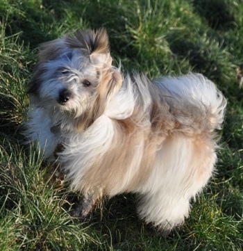 Anya the tri-colour Coton de Tulear is standing outside in a field. The wind is blowing her hair