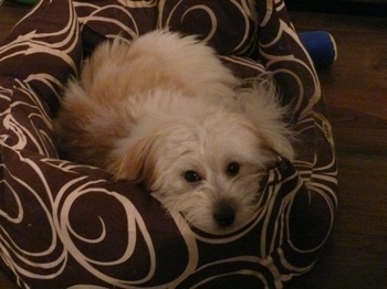 Anya the tri-colour Coton de Tulear is laying down on a brown with white pattered dog bed and looking up