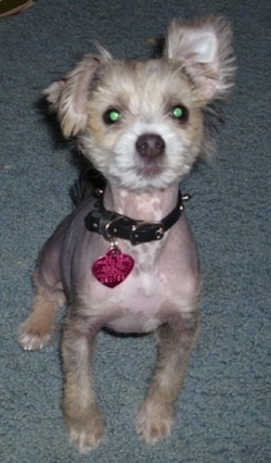 Onyx the hairless Crested Schnauzer puppy wearing a black collar with a pink dog tag hanging from it sitting on a blue-gray carpeted floor and looking up