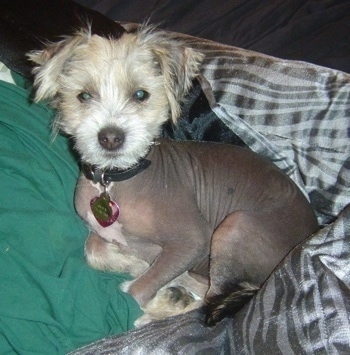 Onyx the hairless Crested Schnauzer puppy is laying on a bed next to a green pillow and a shiny gray comforter