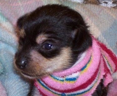 Close Up - Tiny Puppy Tales Raisinet the Crestoxie is wearing a sweater with a myriad of bright colors and sitting on a blanket