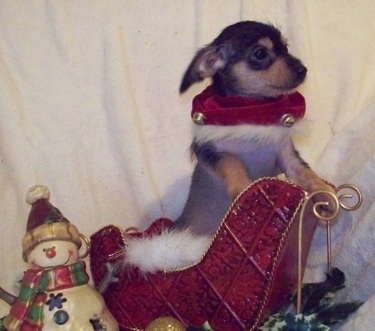 Tiny Puppy Tales Raisinet the Crestoxie Puppy is standing against a mini santas sleigh with a snowman decoration next to it