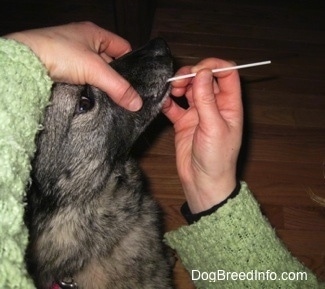 The right side of a gray with black Norwegian Elkhound having its mouth swabbed by a person in a green sweater.