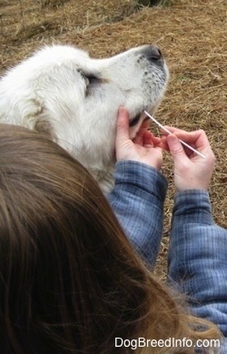 Close Up - The left side of a white Great Pyrenees that is having its mouth swabbed by a person with long blonde hair wearing blue shirt jacket.