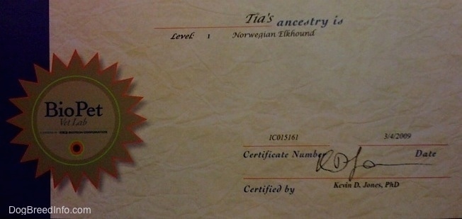Tia the Norwegian Elkhound certificate of ancestry