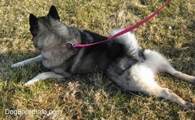 The back left side of a gray with black Norwegian Elkhound that is laying on grass with her legs spread behind her with a pink leash attached.