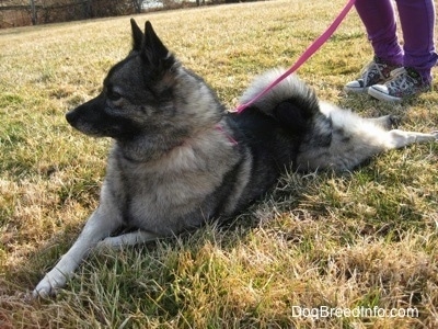 The front left side of a gray with black Norwegian Elkhound that is laying across grass it is wearing a leash and a person is standing behind the dog.