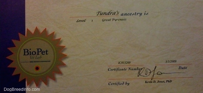 Tundra the Great Pyrenees certificate of ancestry