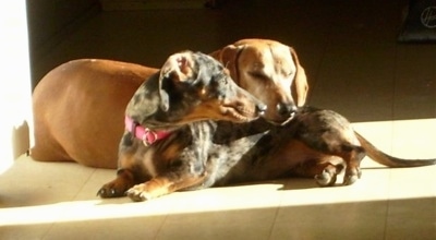 Scrappy the tan Dachshund is laying his head on the back of Moxie the black and tan Dachshund