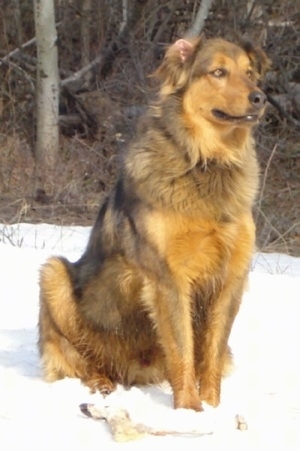 Smokey the brown, tan and black Dakotah Shepherd is sitting in snow. There is a wooded area behind them