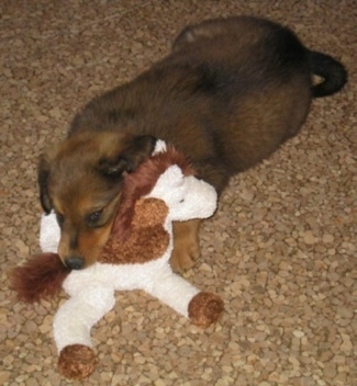 Smokey the Dakotah Shepherd as a puppy is laying down on a brown floor top of a pony plush doll
