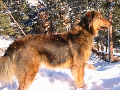 Right Profile - Smokey the brown with black tipped Dakotah Shepherd is standing in snow and looking into the distance