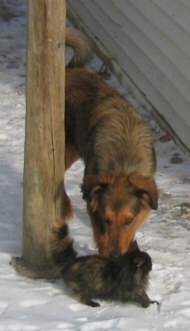 Smokey the Dakotah Shepherd is standing between a house and a wooden pole sniffing a little cat