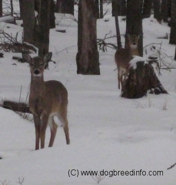 Close Up - Two White Tail Deer are standing in the snow