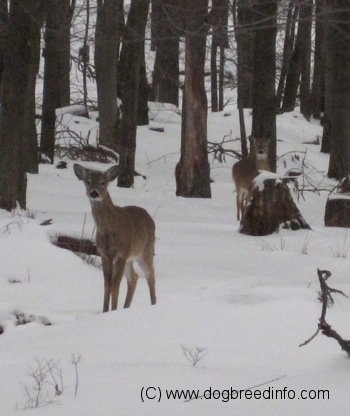 Two White Tail Deer are standing in the snow near a wooded area and they are looking forward.
