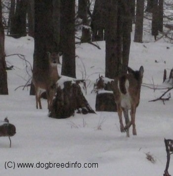 The back side of two White Tail Deer that are walking across snow into the woods