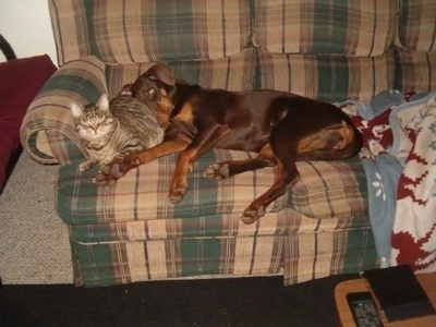 Ruka the red and tan Doberman is laying on a green and tan plaid couch on top of a tiger cat