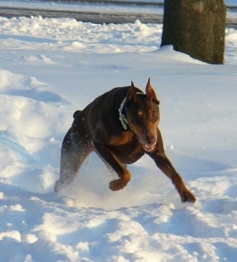 Tia the red and tan Doberman is running through a large amount of snow with a tree behind him