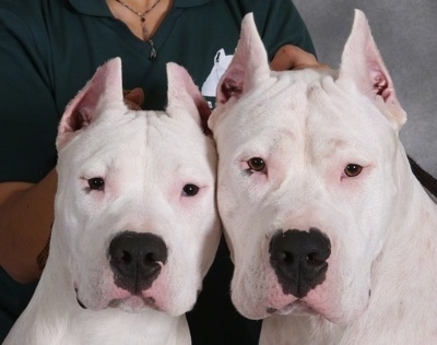 Close Up head shots - Kilo and Facon the Dogos are sitting side by side and there is a person behind them