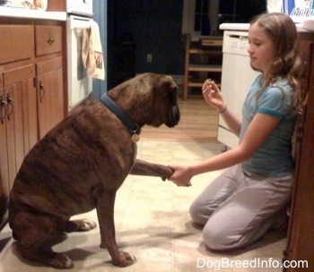 The right side of a brown brindle Boxer that is sitting in the kitchen and it is giving his paw to a girl