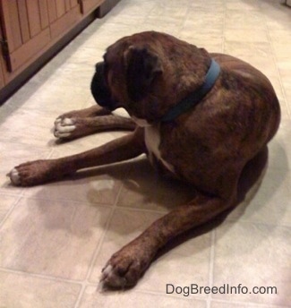 A brown brindle with white Boxer is laying on a kitchen floor and he is looking to the left.