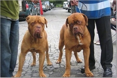Two Dogue De Bordeauxs are standing outside in the middle of a street