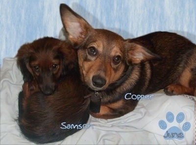 Samson the brown with black tipped longhaired Dachshund and Copper the brown and black Dorgi are laying on a blanket together. The Word - Samson - is overlayed on the Dachshund and the word - Copper - is overlayed on the Dorgi