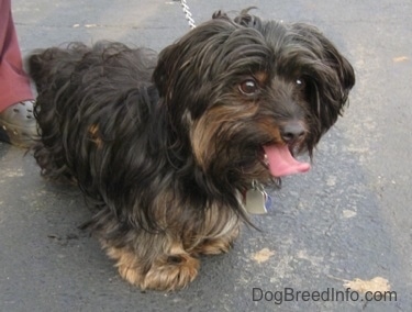 Barney the black and tan Dorkie is standing outside on a blacktop. Its mouth is open and tongue is out