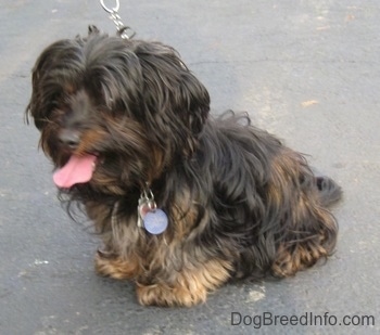 Barney the black and tan Dorkie is sitting outside on a driveway. Its mouth is open and tongue is out