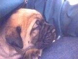 Close Up head shot - A Doubull-Mastiff puppy is sleeping on a black leather couch
