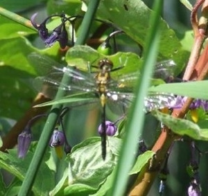 Close Up - Dragon Fly landed on plants at White Lake, Ontario Canada