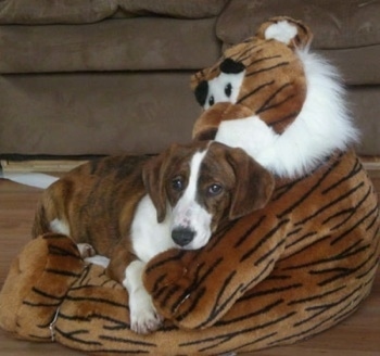Bindy the brown brindle and white Drever puppy is laying down on a large plush tiger doll.