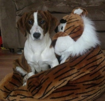 Bindy the brown brindle and white Drever puppy is sitting on a large tiger plush doll. The doll looks like it is hugging Bindy