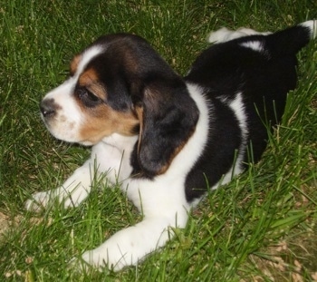 A black, tan and white tricolored English Speagle puppy is laying in grass and looking forward