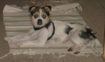 A wiry-looking white, black and tan Fo-Tzu is wearing a harness while laying on a tan throw rug and looking to the left. 