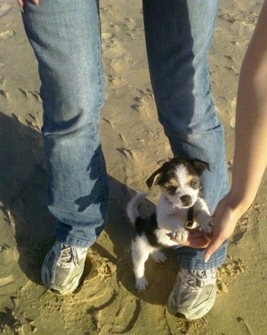 A white, black and tan Fo-Tzu puppy is standing at a beach with a person holding its paws up in the air with its hands.