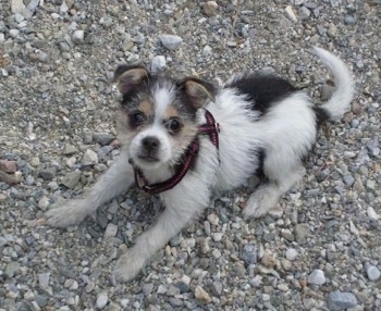 A white, black and tan Fo-Tzu puppy is wearing a harness and laying on rocks and looking up
