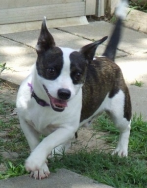 A short-legged black brindle and white Foxton is running around a yard. Its mouth is open and tongue is out