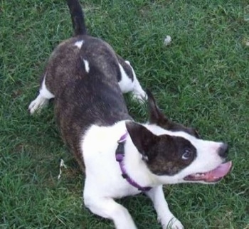 A black brindle and white Foxton is play bowing in a yard. Its mouth is open and tongue is out