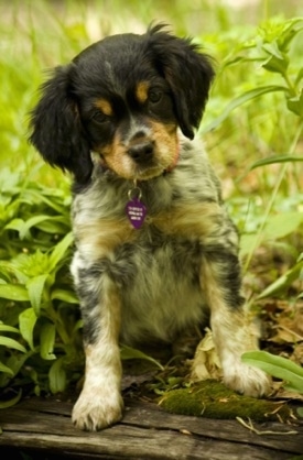 A black, tan and white ticked French Brittany Spaniel puppy is sitting in a garden on top of a wooden railroad tie