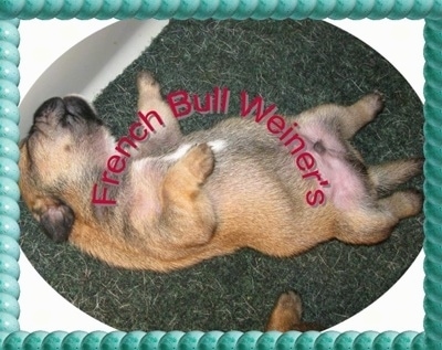 A tan with black French Bull Weiner puppy is sleeping on its back belly-up on a rug. The Words - French Bull Weiner's - are overlayed in red letters. Theres a border that is a series of gree bubbles