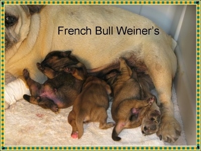 A tan with black litter of French Bull Weiner puppies are laying under their tan with black Frenchie mother. The words - French Bull Weiner's - are overlayed