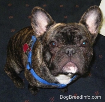 Close Up - Teddy the black brindle with white French Bulldog is wearing a bright blue collar sitting on a dark blue carpet looking up
