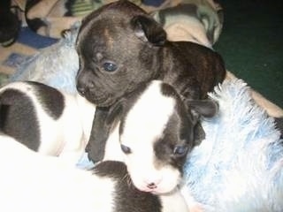 A litter of French Bullhuahua puppies are laying on a fuzzy blue towel. They are on top of each other. One puppy is black brindle and the others are black and white.