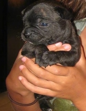 Close Up - Stich the black brindle French Bullhuahua puppy is being held in the air by the hands of a person