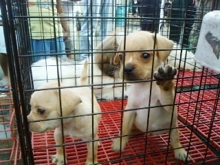 Two tan French Pin puppies are in a pen with a red crate bottom outside. The Right most Puppy has its paw on the side of the pen