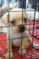 A tan French Pin puppy is sitting in a pen with a red crate bottom and looking forward