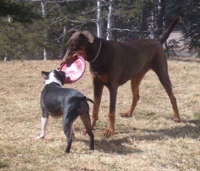 A black with white Boston Terrier is biting one end of a red frisbee with a brown with tan Doberman dog biting the other end