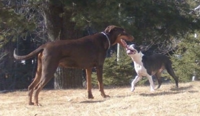 A brown with tan doberman is standing outside with its mouth open and tongue out in front of a black with white Boston Terrier who also has its mouth open and is trotting up to the larger dog.